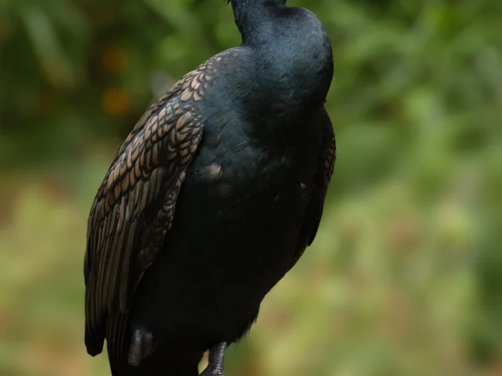 Great Cormorant in Australia