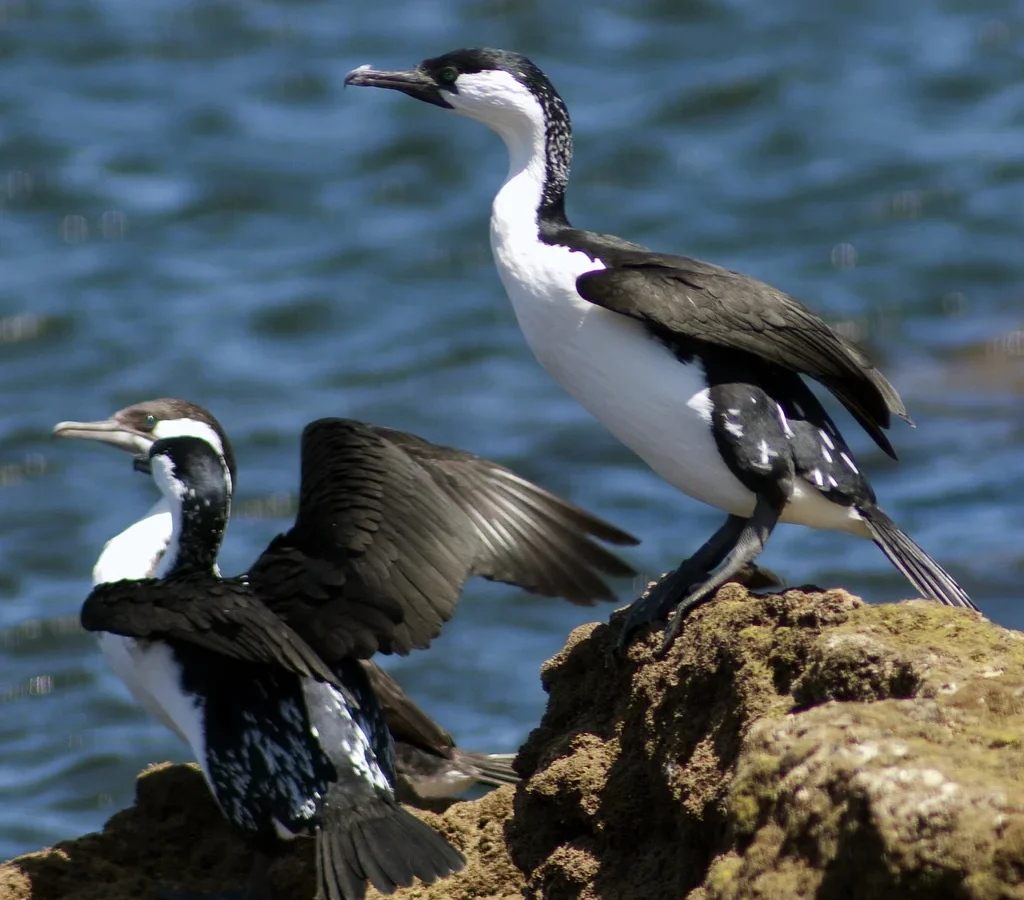 Black-faced Cormorant showing key identification features