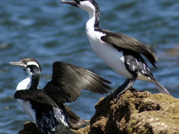 Black-faced Cormorant showing key identification features