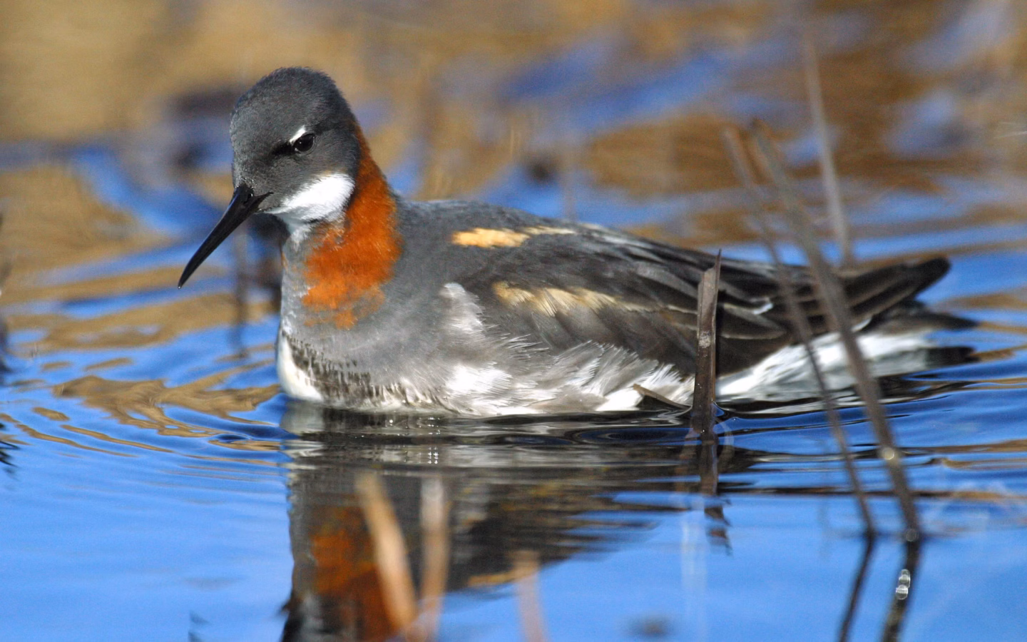 Red-necked Phalarope showing small swimming wader with fine bill and in breeding plumage chestnut-red neck patch
