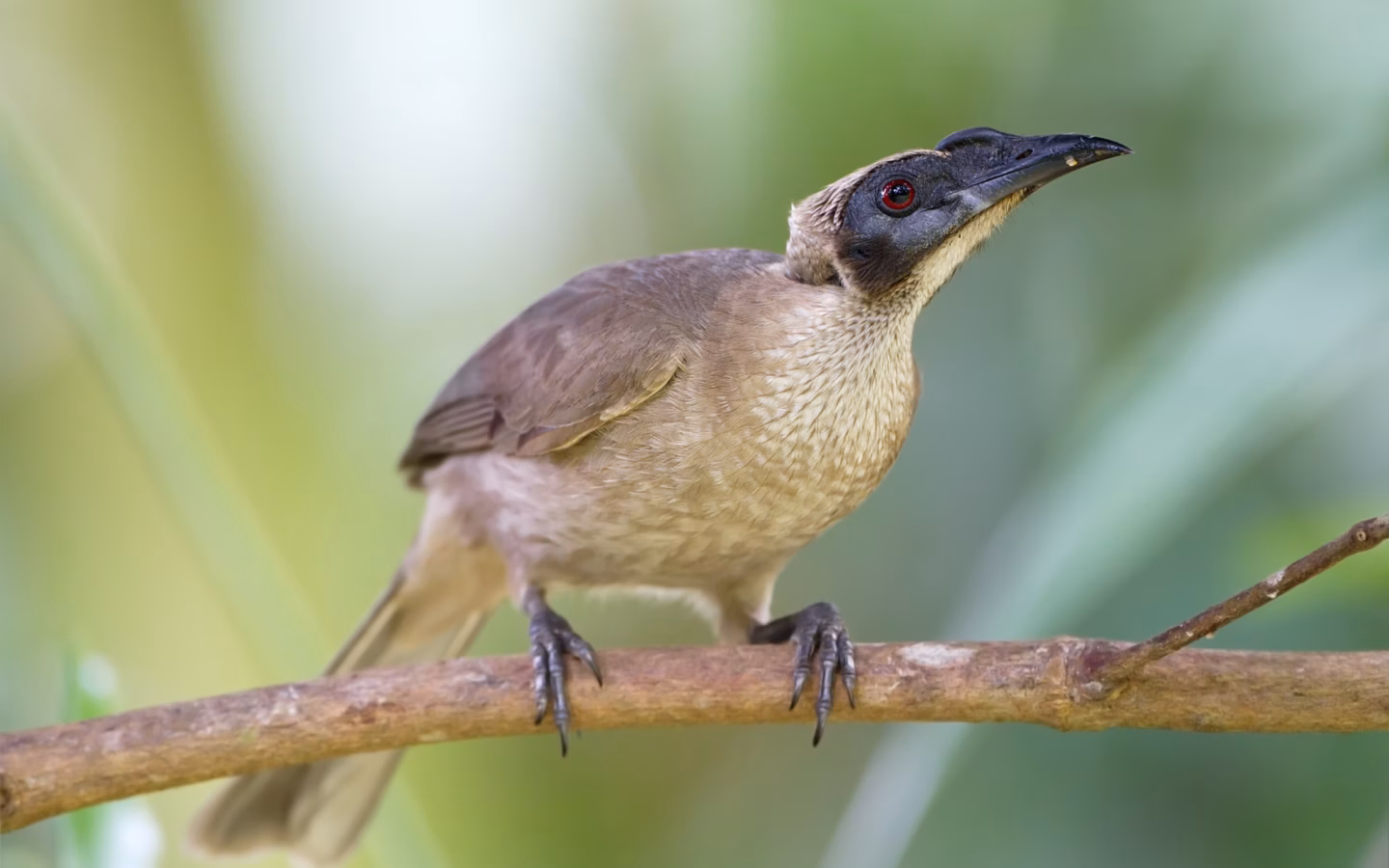 Helmeted Friarbird showing large bare dark head, casque-like bill base and brown body