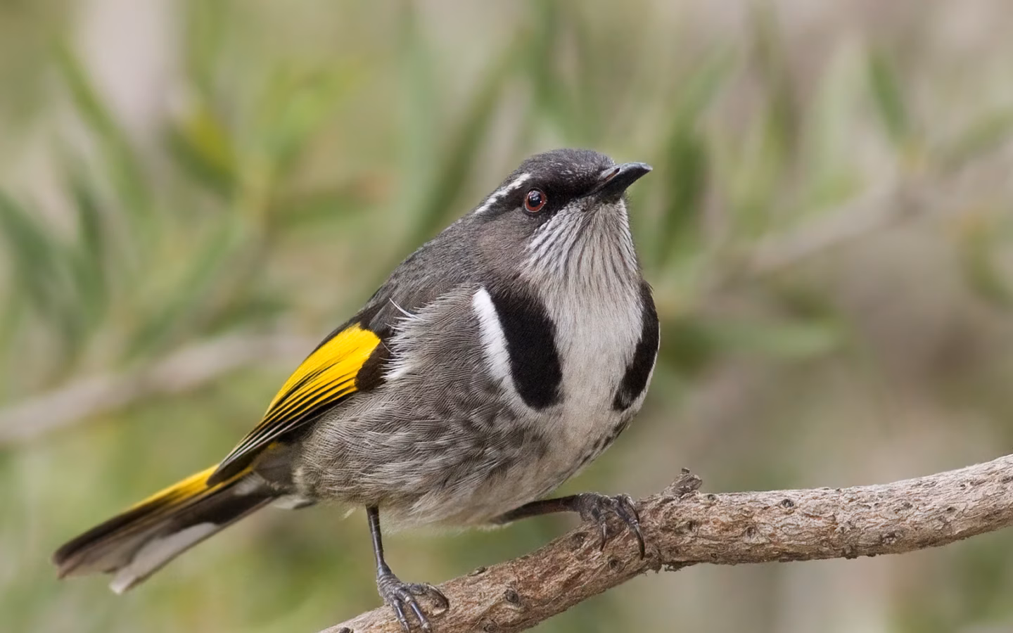 Crescent Honeyeater in Australia showing key identification features