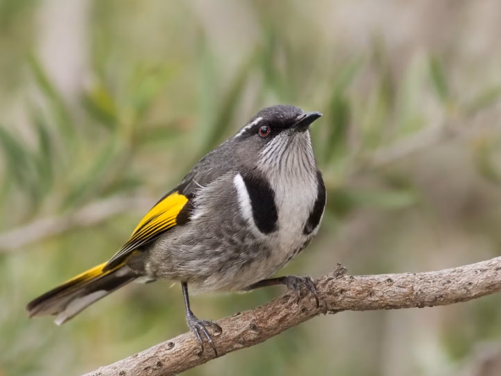 Crescent Honeyeater in Australia showing key identification features