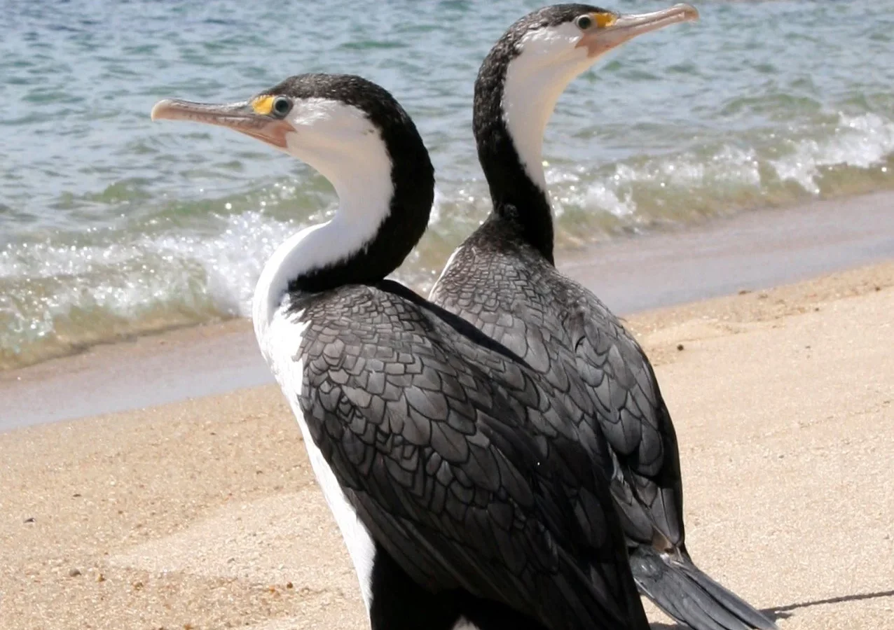 Pied Cormorant in Australia