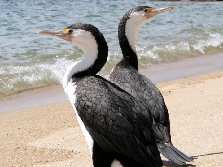 Pied Cormorant in Australia