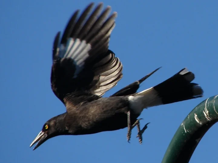 Pied Currawong with glossy black plumage, yellow eye and white wing markings