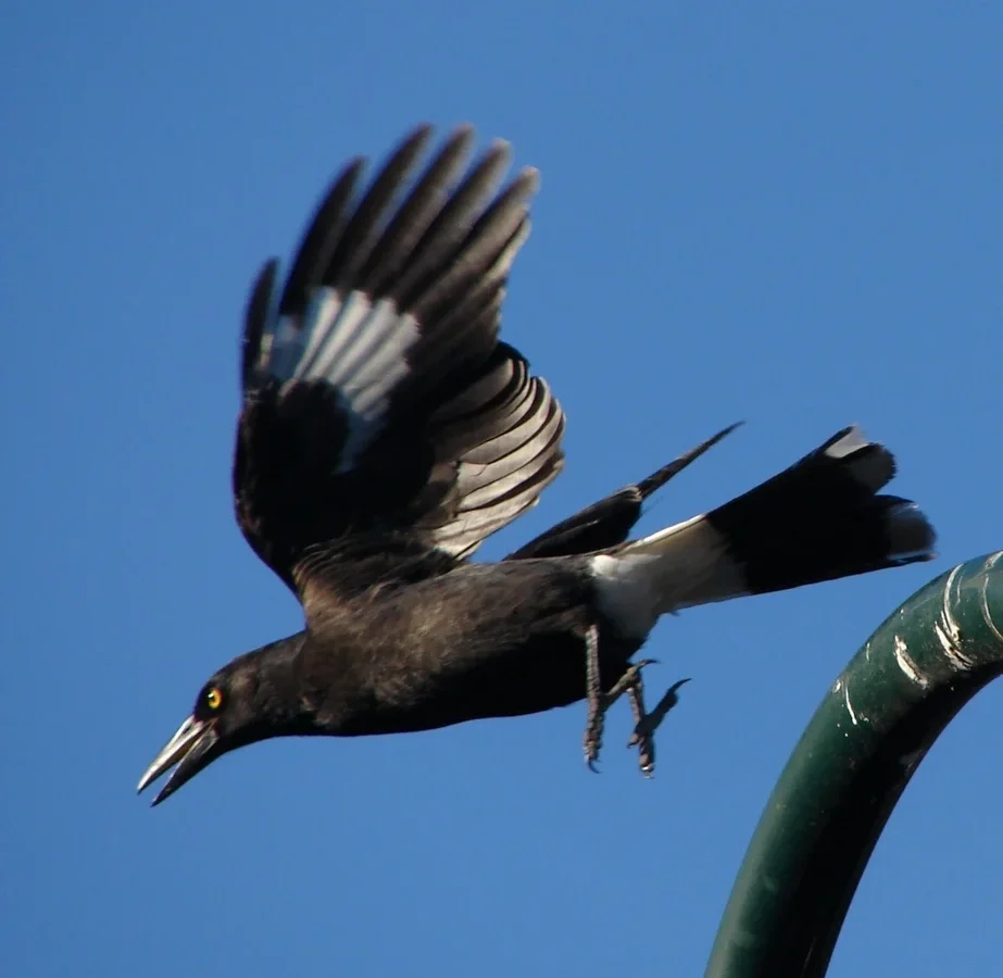 Pied Currawong with glossy black plumage, yellow eye and white wing markings