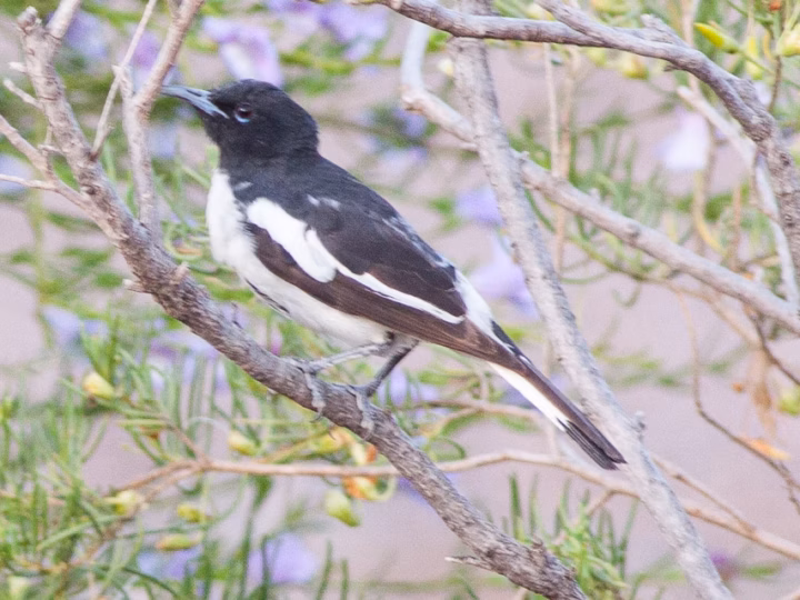 Pied Honeyeater in Australia showing key identification features