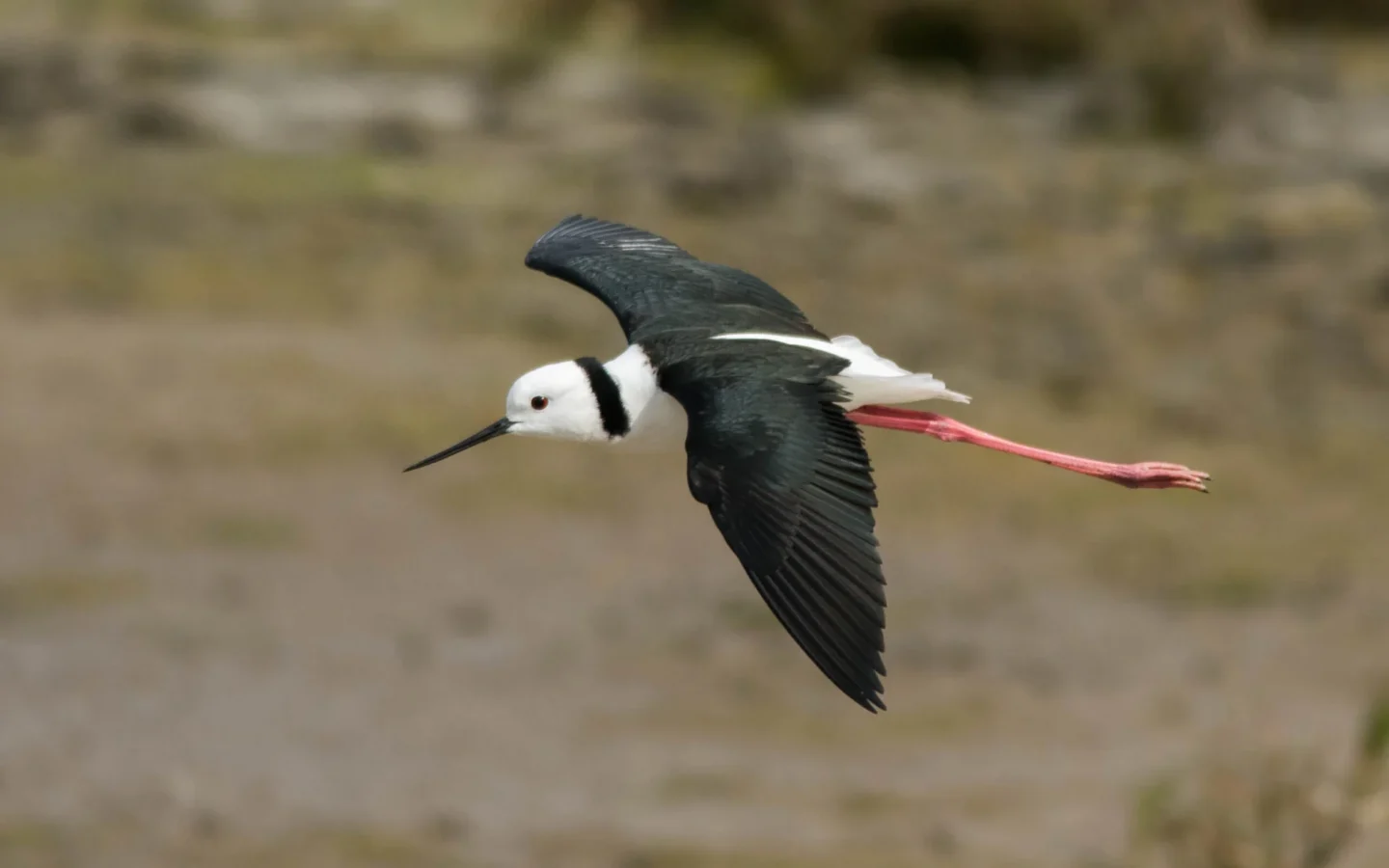 Pied Stilt showing key identification features