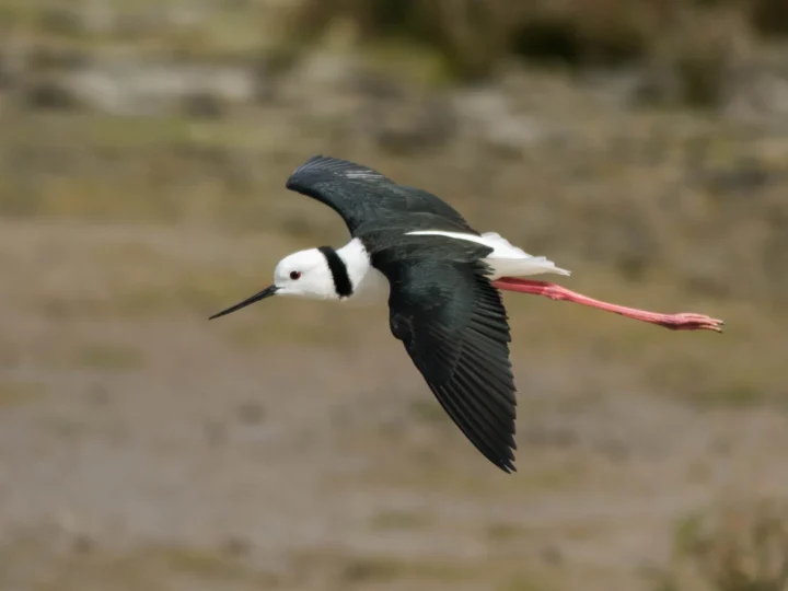 Pied Stilt showing key identification features