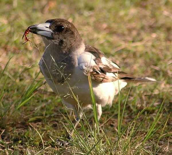Pied Butcherbird with black-and-white plumage and heavy hooked bill