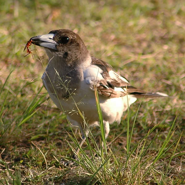 Pied Butcherbird with black-and-white plumage and heavy hooked bill