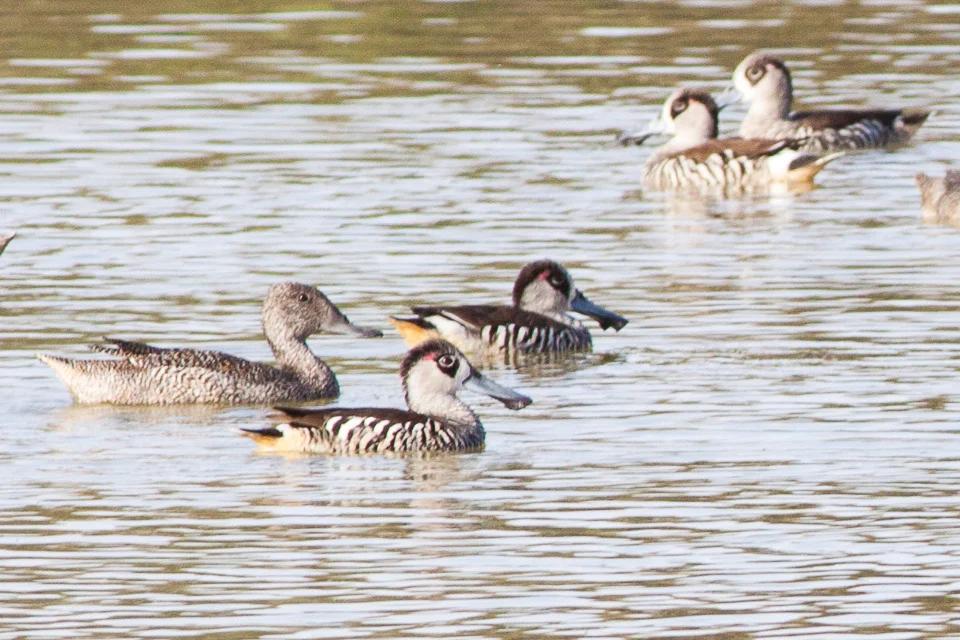 Pink-eared Duck showing key identification features