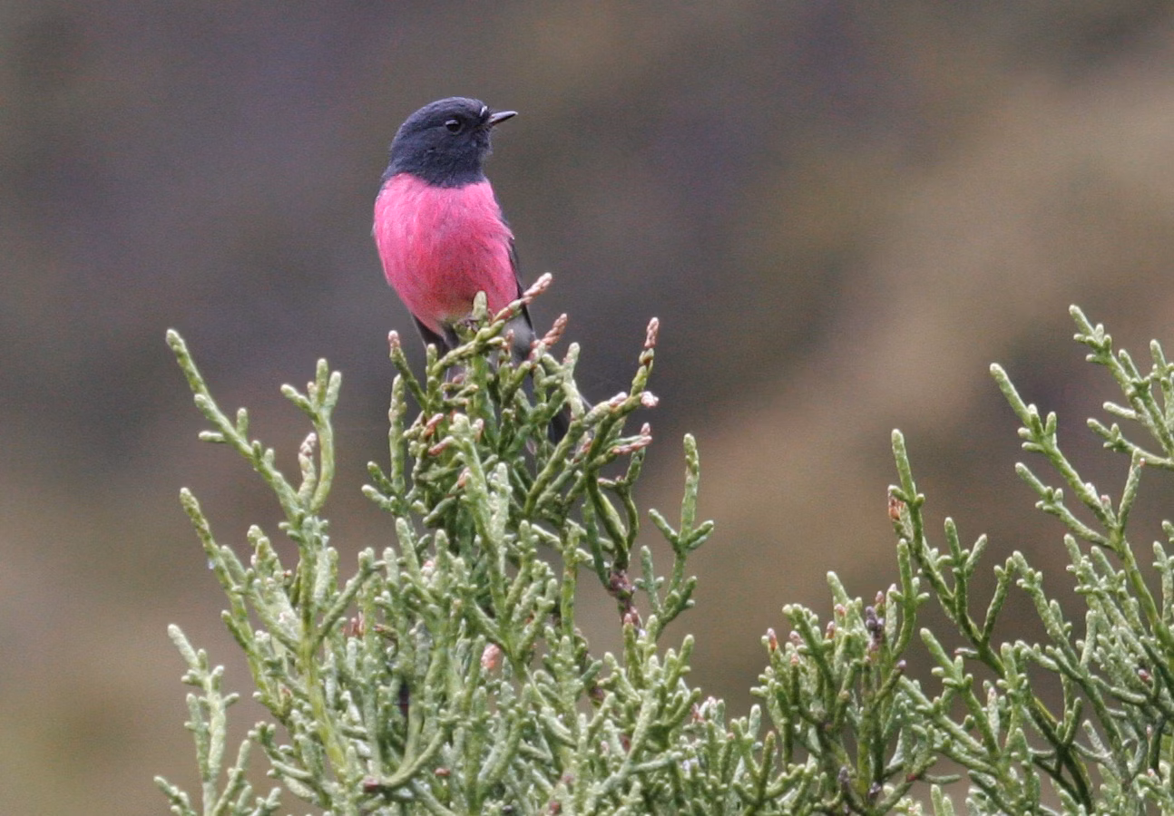 Pink Robin in Australia showing key identification features: adult males are dark slate to black above with a striking pink breast and belly; females are brown-grey with much softer colour.