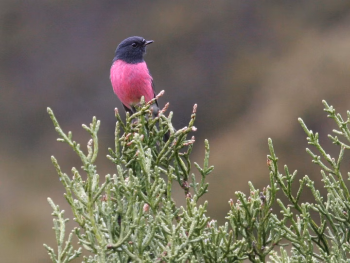 Pink Robin in Australia showing key identification features: adult males are dark slate to black above with a striking pink breast and belly; females are brown-grey with much softer colour.