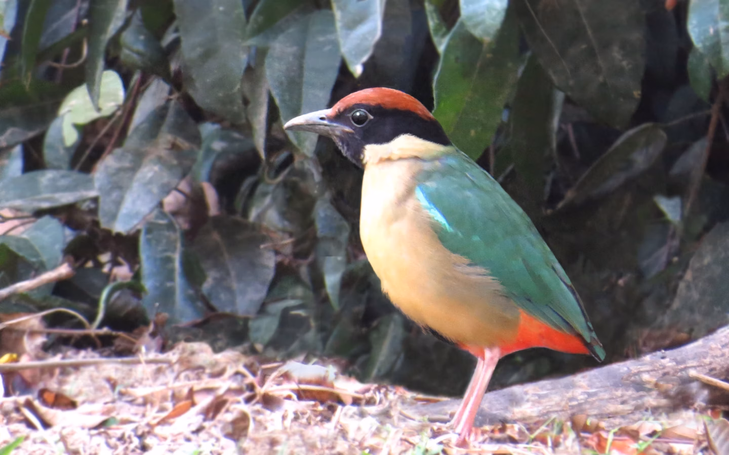 Noisy Pitta showing green back, blue shoulder patch, black head, buff chest and vivid red lower belly