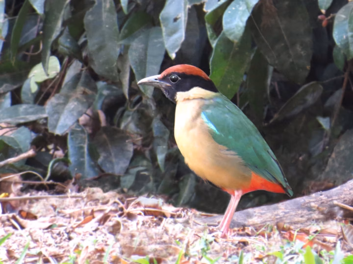 Noisy Pitta showing green back, blue shoulder patch, black head, buff chest and vivid red lower belly