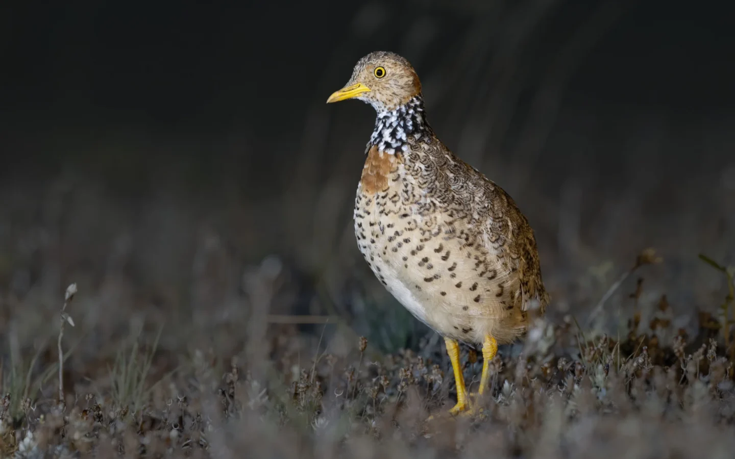 Plains-wanderer showing key identification features