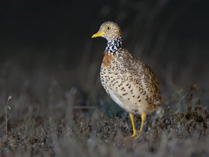 Plains-wanderer showing key identification features