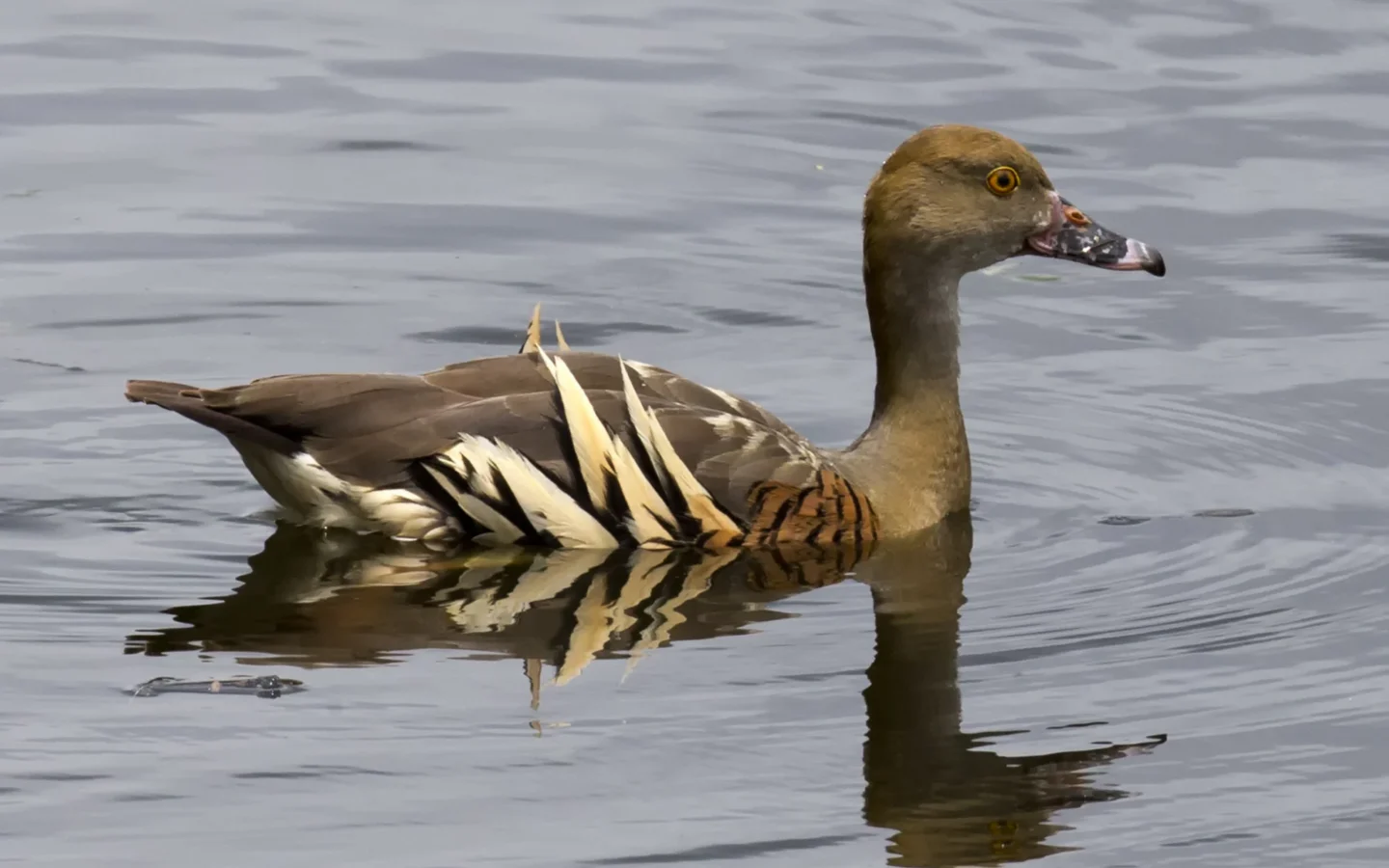 Plumed Whistling-Duck showing key identification features