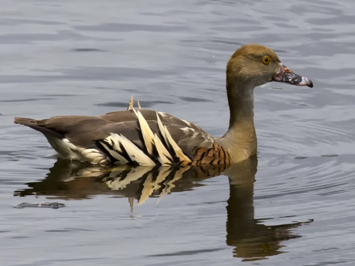 Plumed Whistling-Duck showing key identification features