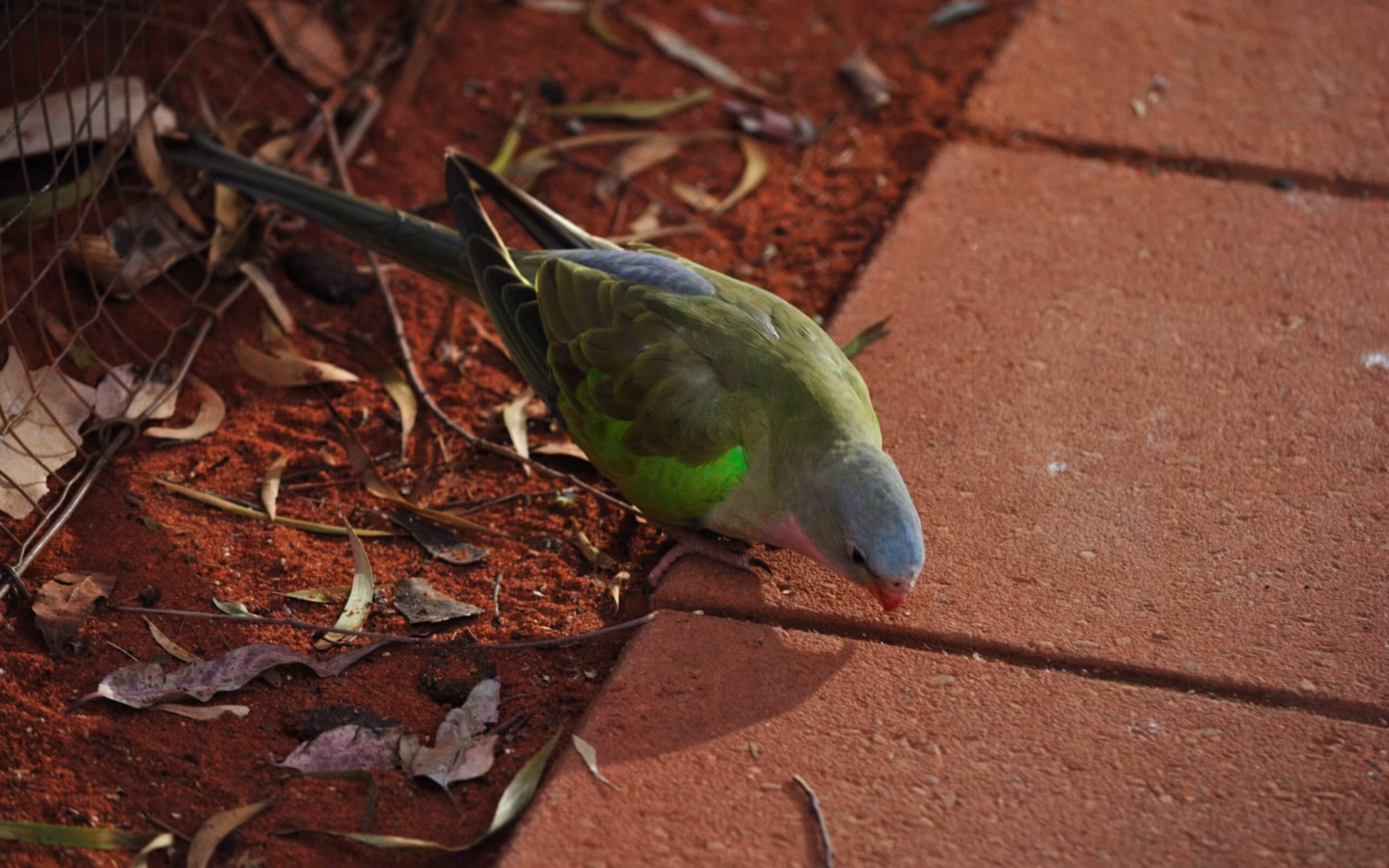 Princess Parrot in Australia showing key identification features