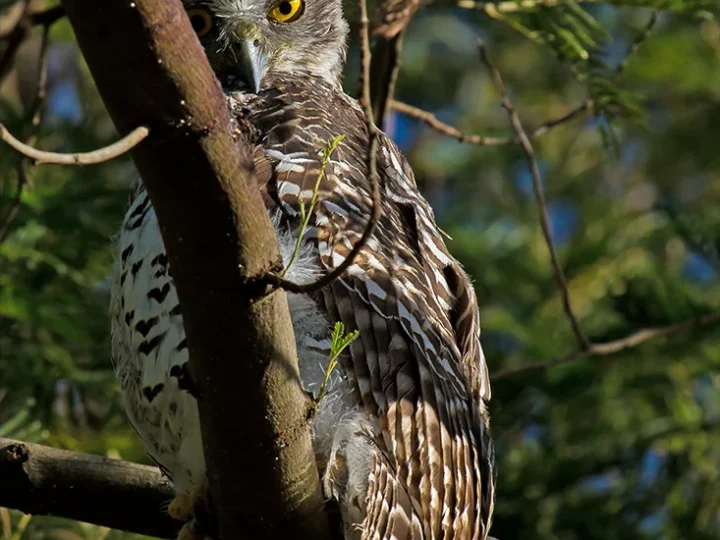 Powerful Owl in Australia showing key identifying features