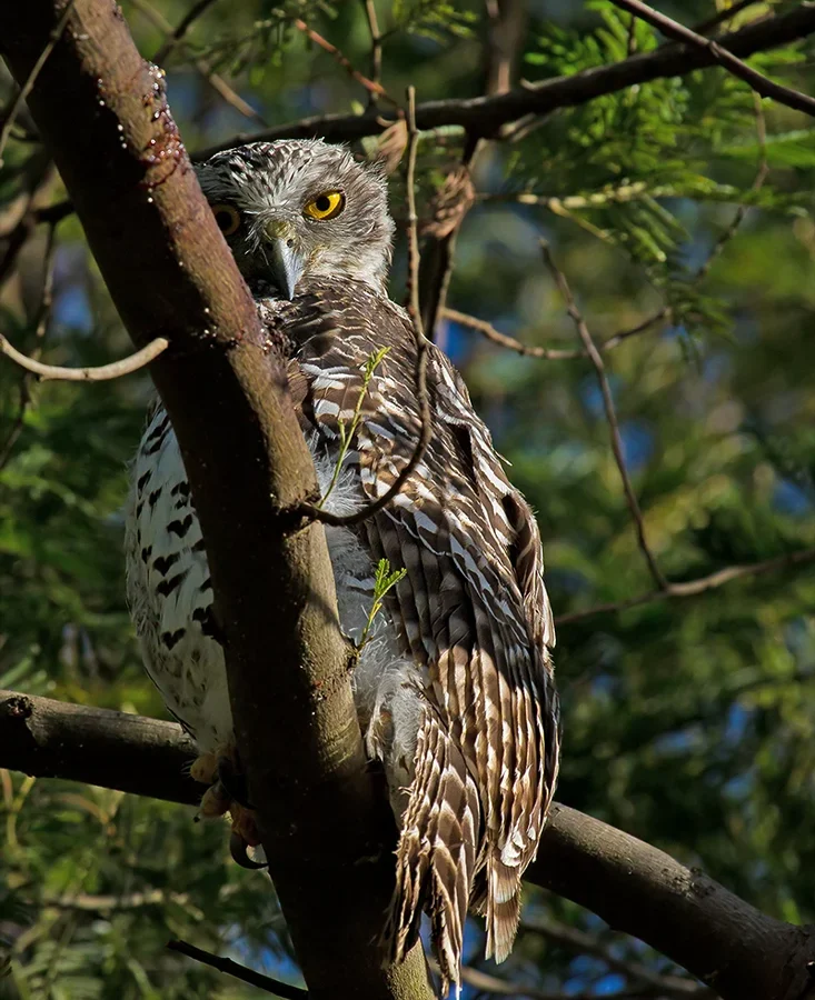 Powerful Owl in Australia showing key identifying features