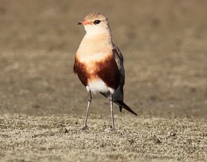 Australian Pratincole showing key identification features