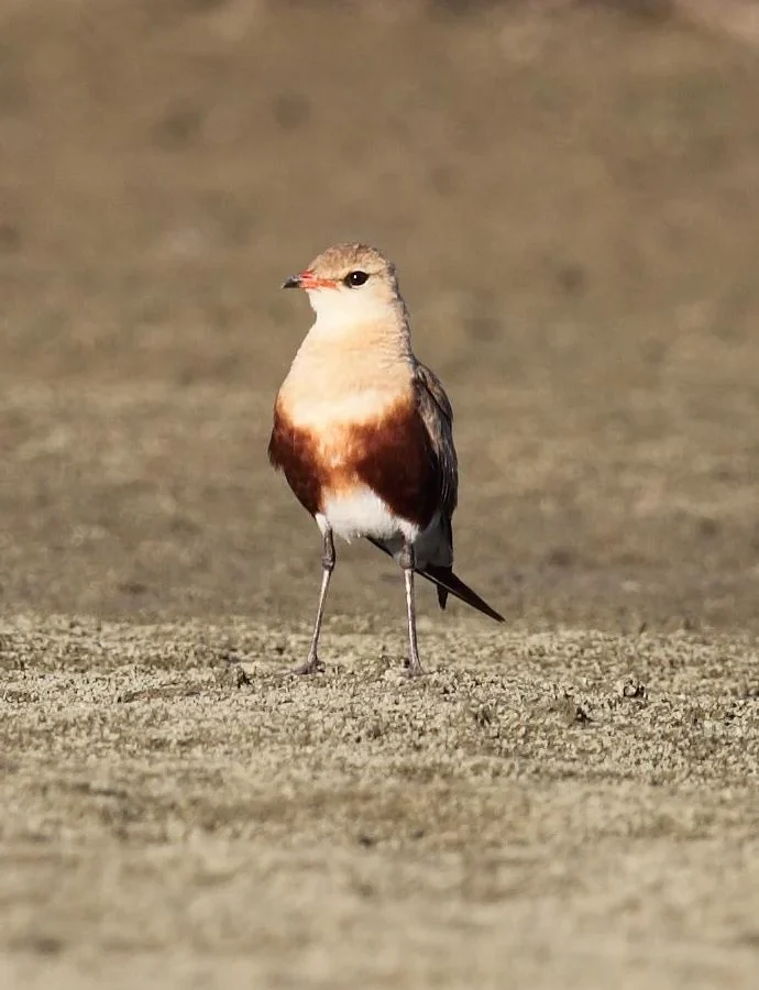 Australian Pratincole showing key identification features