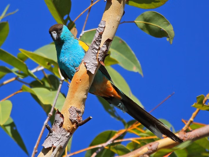 Hooded Parrot in Australia showing key identification features