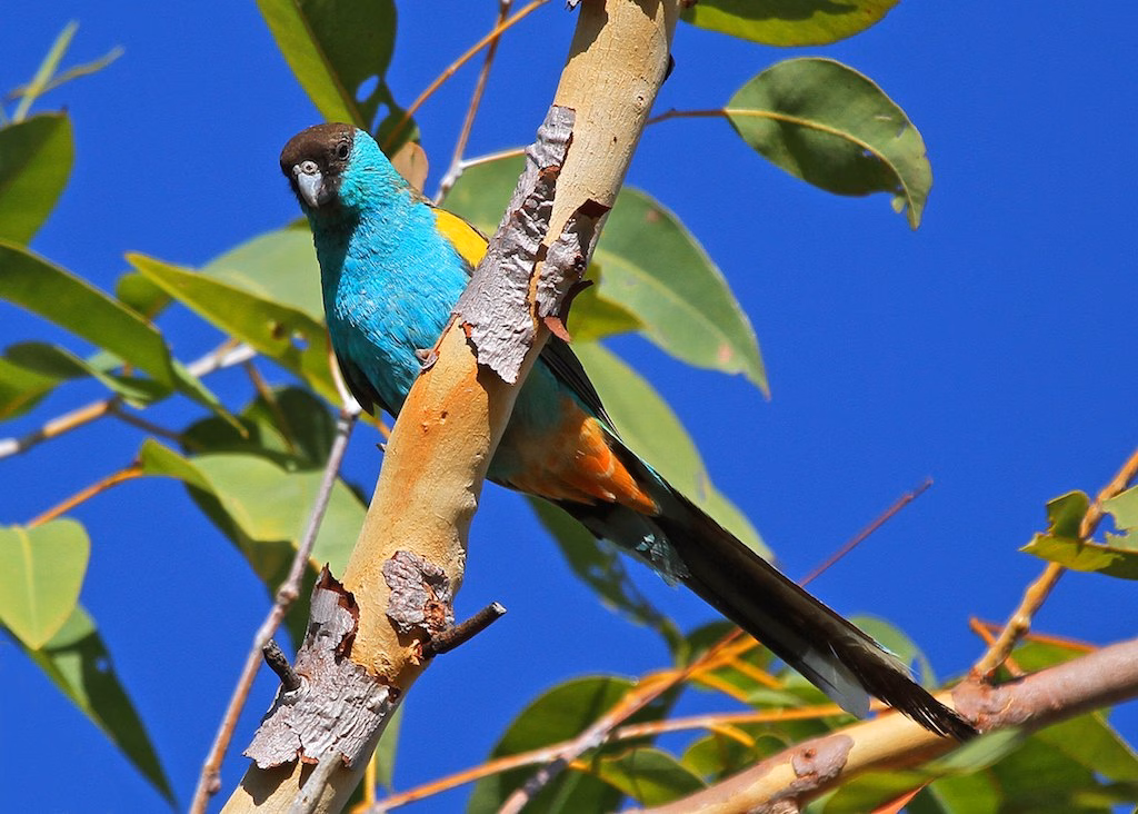 Hooded Parrot in Australia showing key identification features