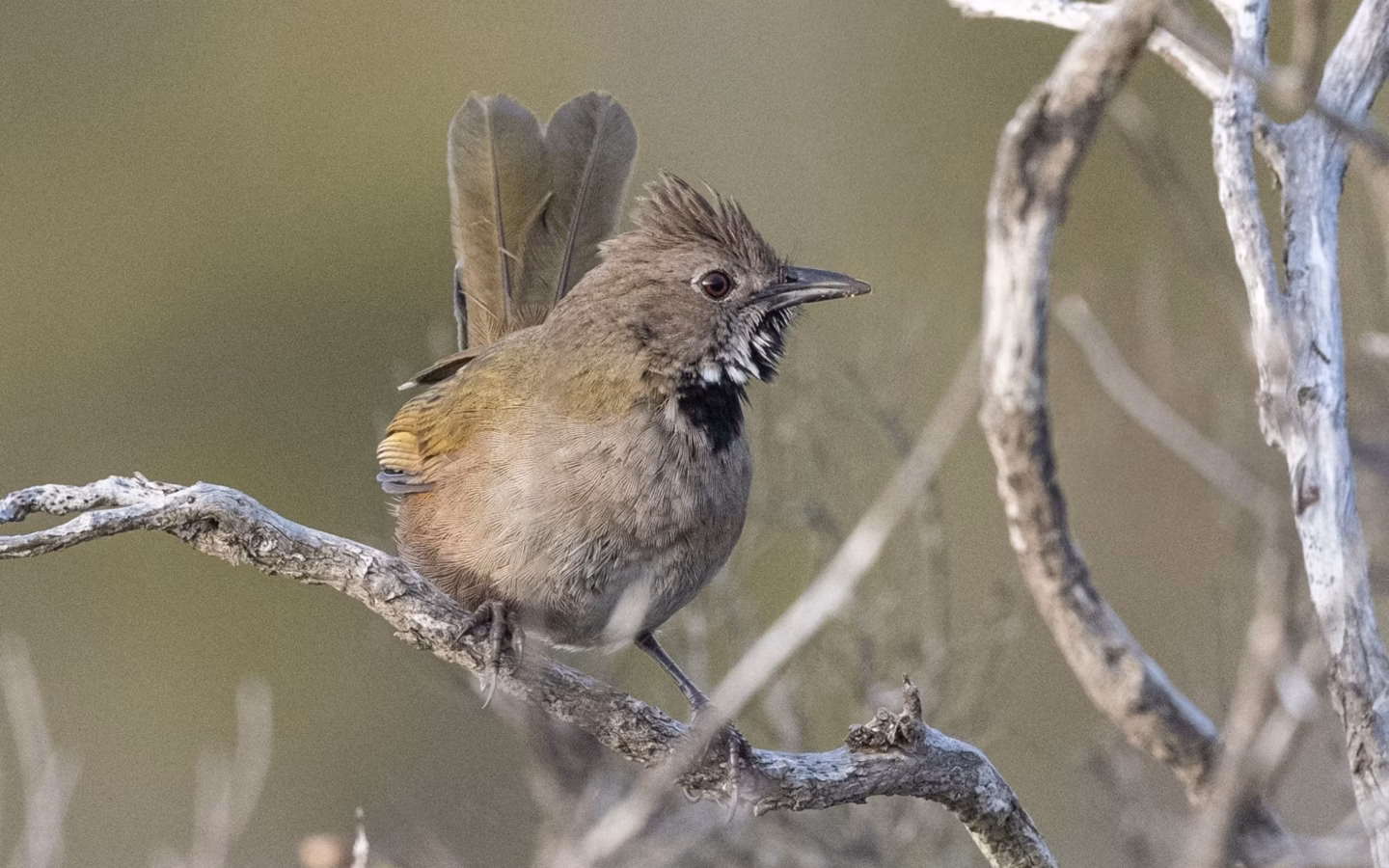 Western Whipbird showing key identification features