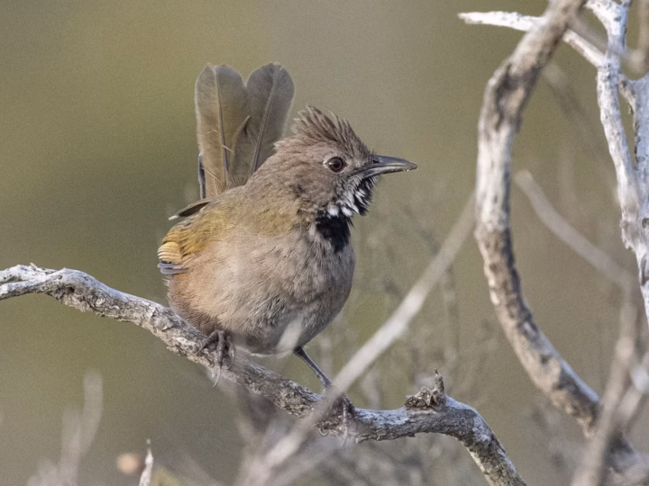 Western Whipbird showing key identification features
