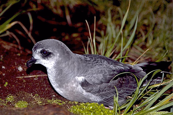 Mottled Petrel showing grey-and-black upperwing M, white underparts and dark belly patch