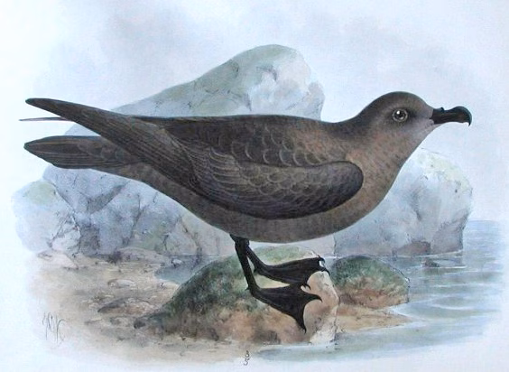 Great-winged Petrel showing large dark petrel with long narrow wings and powerful arcing flight