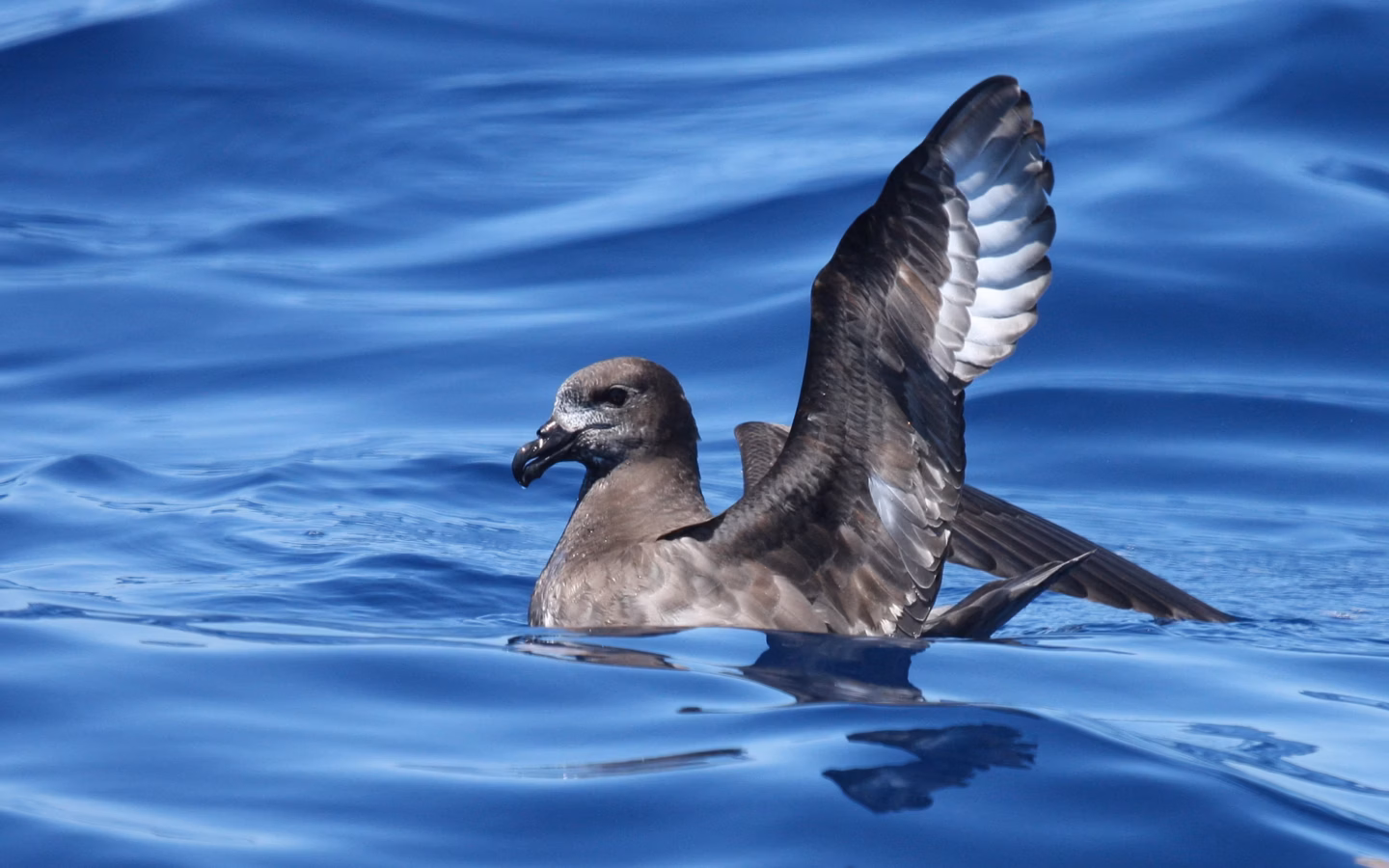 Providence Petrel showing large dark-grey petrel with pale face, dark eye patch and long narrow wings