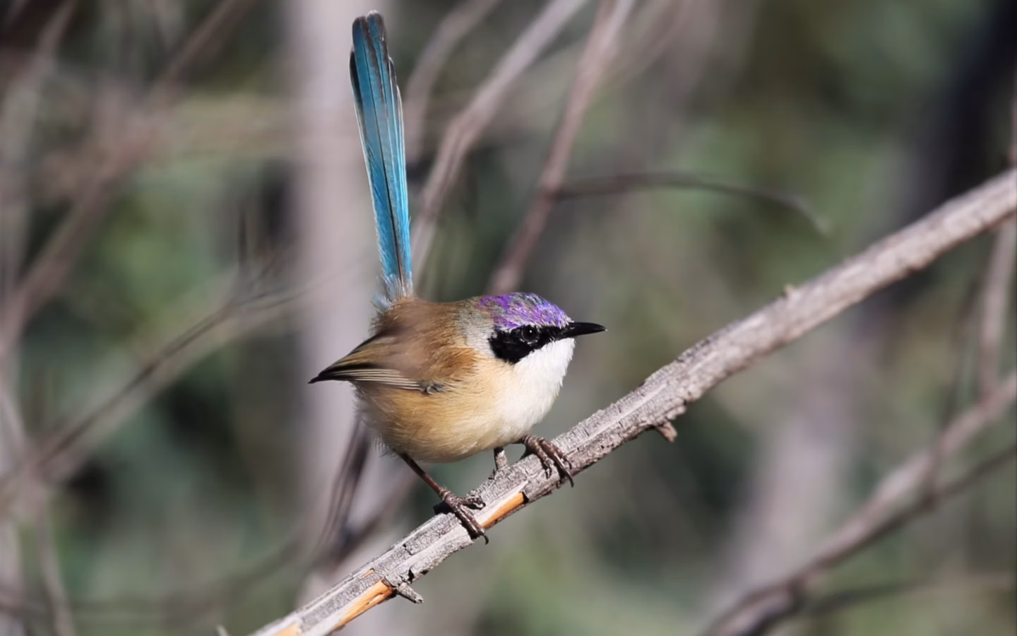 Purple-crowned Fairywren in Australia showing key identification features: breeding males show a vivid purple crown, dark face and contrasting blue tail and body tones; the species is strongly tied to dense river-edge vegetation.