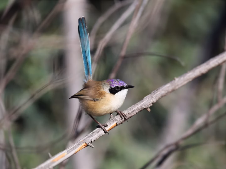 Purple-crowned Fairywren in Australia showing key identification features: breeding males show a vivid purple crown, dark face and contrasting blue tail and body tones; the species is strongly tied to dense river-edge vegetation.