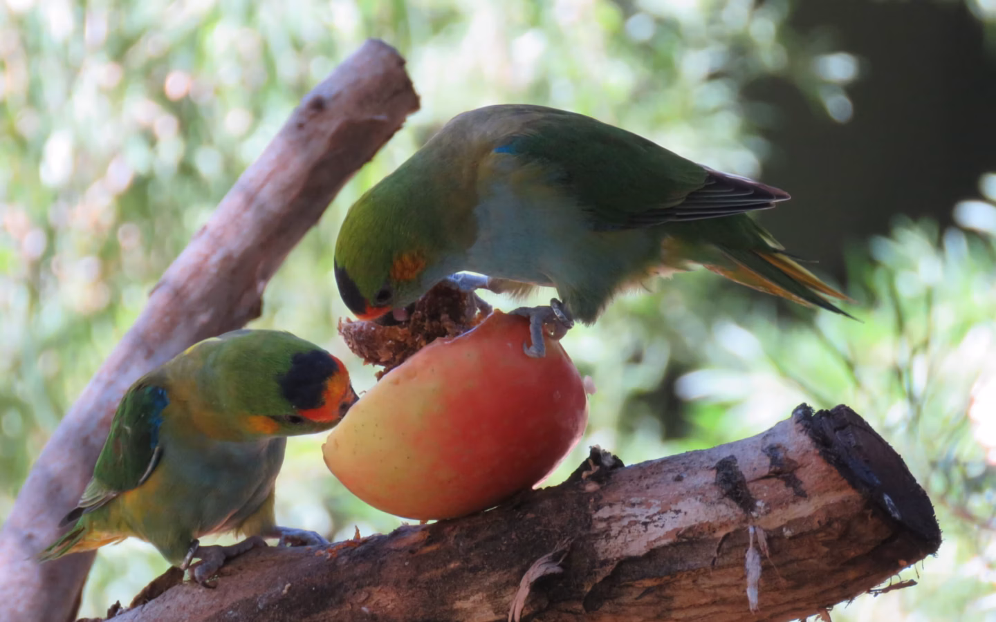 Purple-crowned Lorikeet in Australia showing key identification features: tiny green lorikeet with a purple crown, blue-toned facial markings and flashes of red-orange around the head; often easiest to detect in fast-moving flocks.