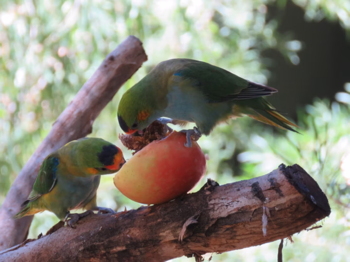 Purple-crowned Lorikeet in Australia showing key identification features: tiny green lorikeet with a purple crown, blue-toned facial markings and flashes of red-orange around the head; often easiest to detect in fast-moving flocks.