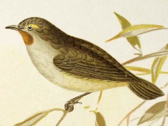 Redthroat showing a small grey-brown body, fine pale eyebrow and, in adult males, a rusty-red throat patch