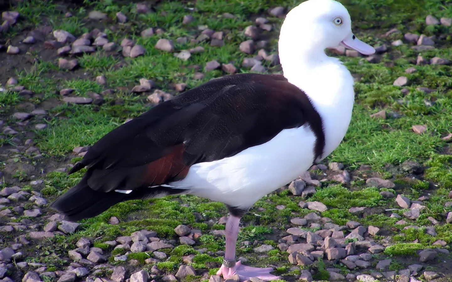 Radjah Shelduck showing key identification features