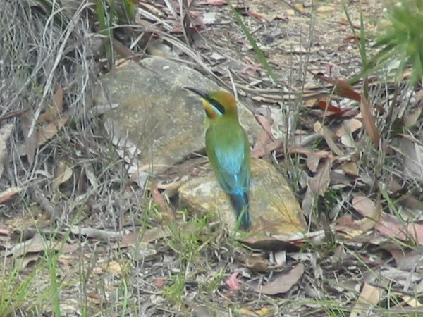 Rainbow Bee-eater with green wings, blue tail, black eye stripe and golden throat