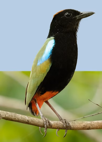 Rainbow Pitta showing black head, bright green back, blue shoulder patch and vivid red lower belly