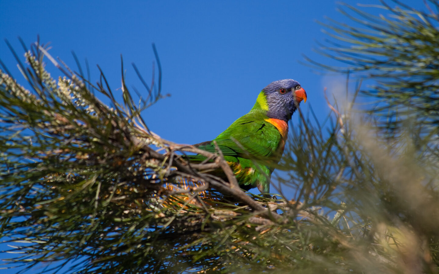 Rainbow Lorikeet perched in Brisbane, Australia, showing its blue head, orange chest and green wings