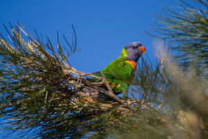Rainbow Lorikeet perched in Brisbane, Australia, showing its blue head, orange chest and green wings