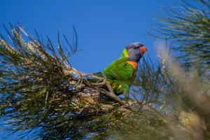 Rainbow Lorikeet perched in Brisbane, Australia, showing its blue head, orange chest and green wings