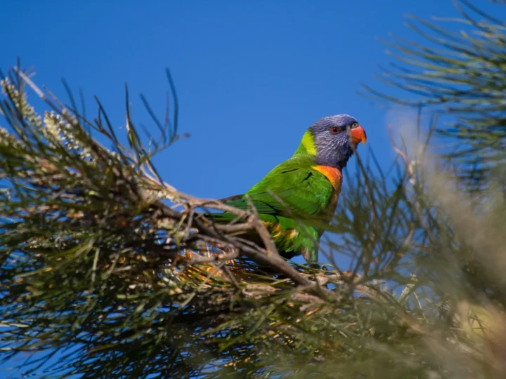 Rainbow Lorikeet perched in Brisbane, Australia, showing its blue head, orange chest and green wings