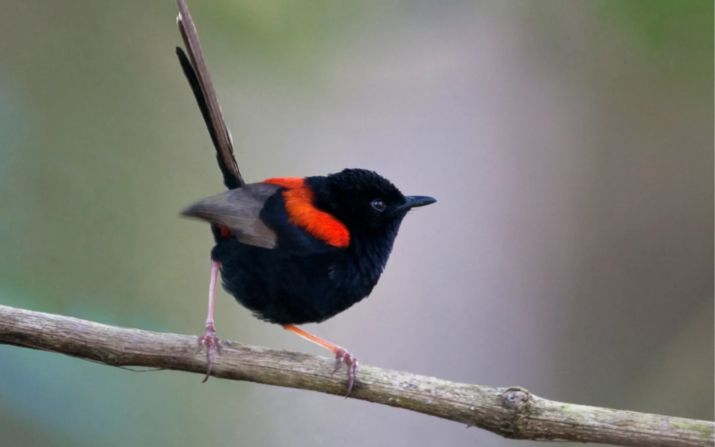 Red-backed Fairywren in Australia showing key identifying features